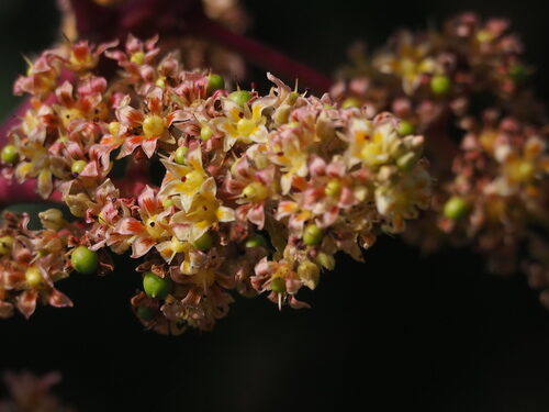 Mangifera indica (Mango) — photo