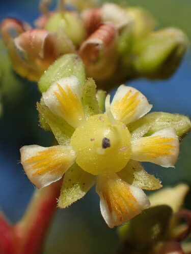 Mangifera indica (Mango) — photo
