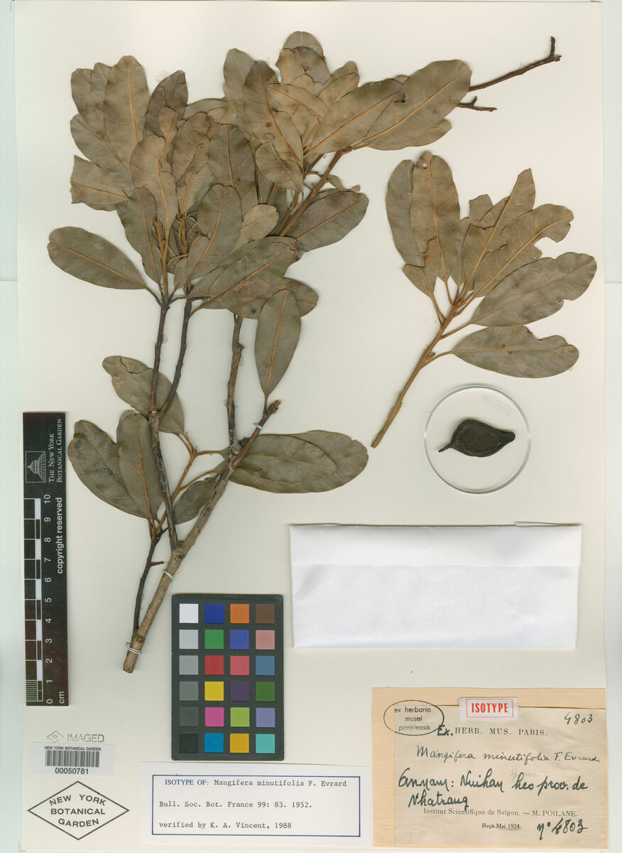 Mangifera minutifolia (Xoai ru'ung) — photo