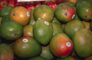 Mangifera rubropetala