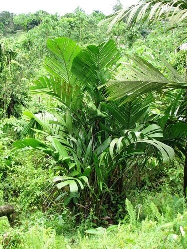 Manicaria saccifera (Ubussu) — photo