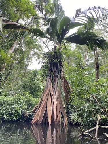 Manicaria saccifera (Ubussu) — photo