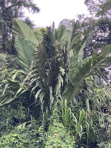 Manicaria saccifera