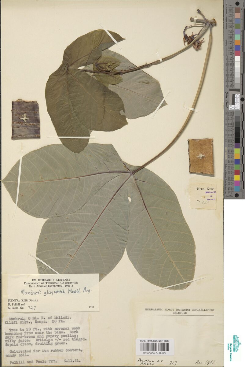 Manihot carthaginensis glaziovii - (Müll.Arg.) Allem (Ceara Rubber Tree) — photo