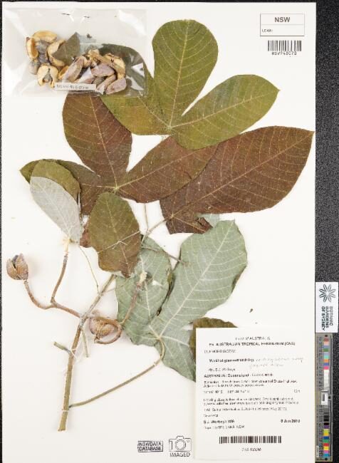 Manihot carthaginensis glaziovii - (Müll.Arg.) Allem