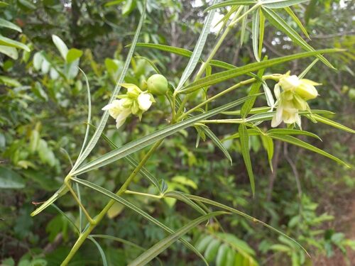 Manihot fruticulosa — photo