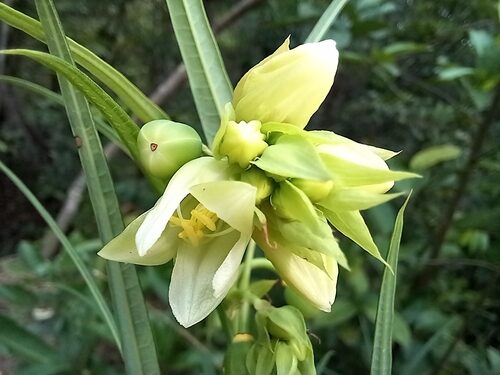 Manihot fruticulosa