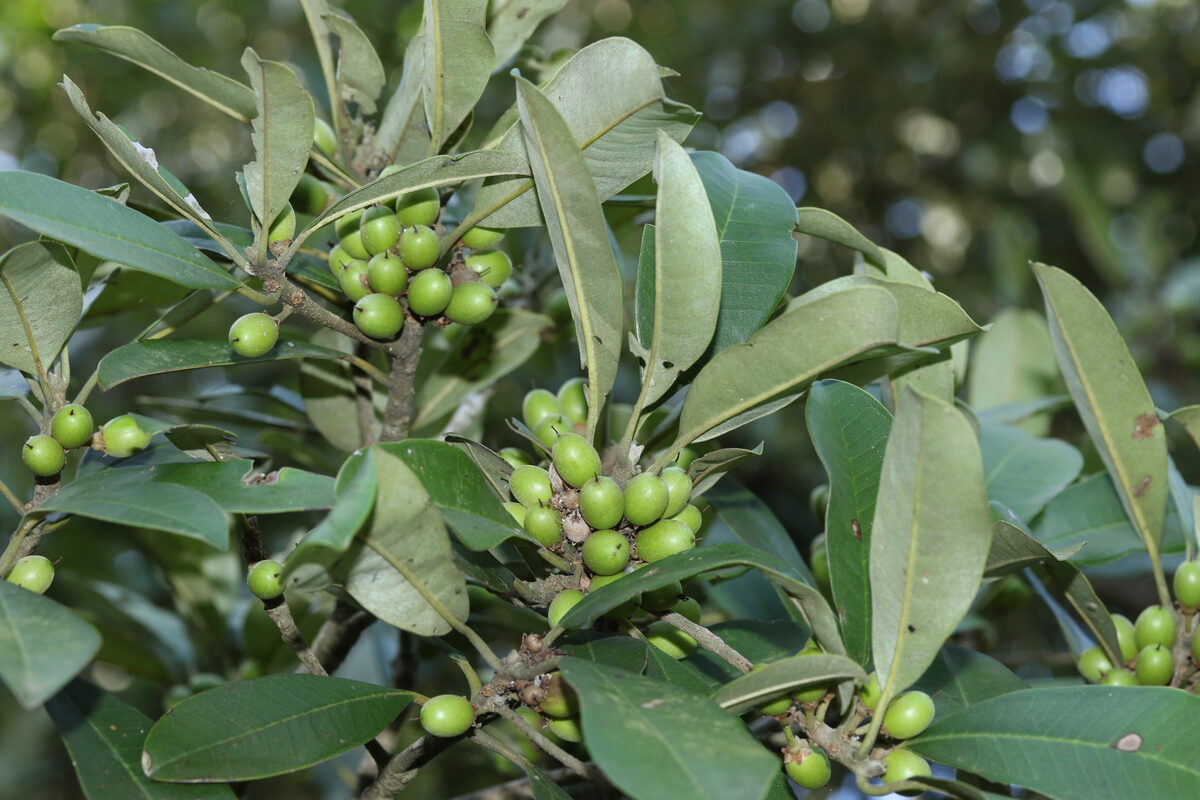 Manilkara discolor - (Sond.) J.H.Hemsl. (Red milkwood) — photo