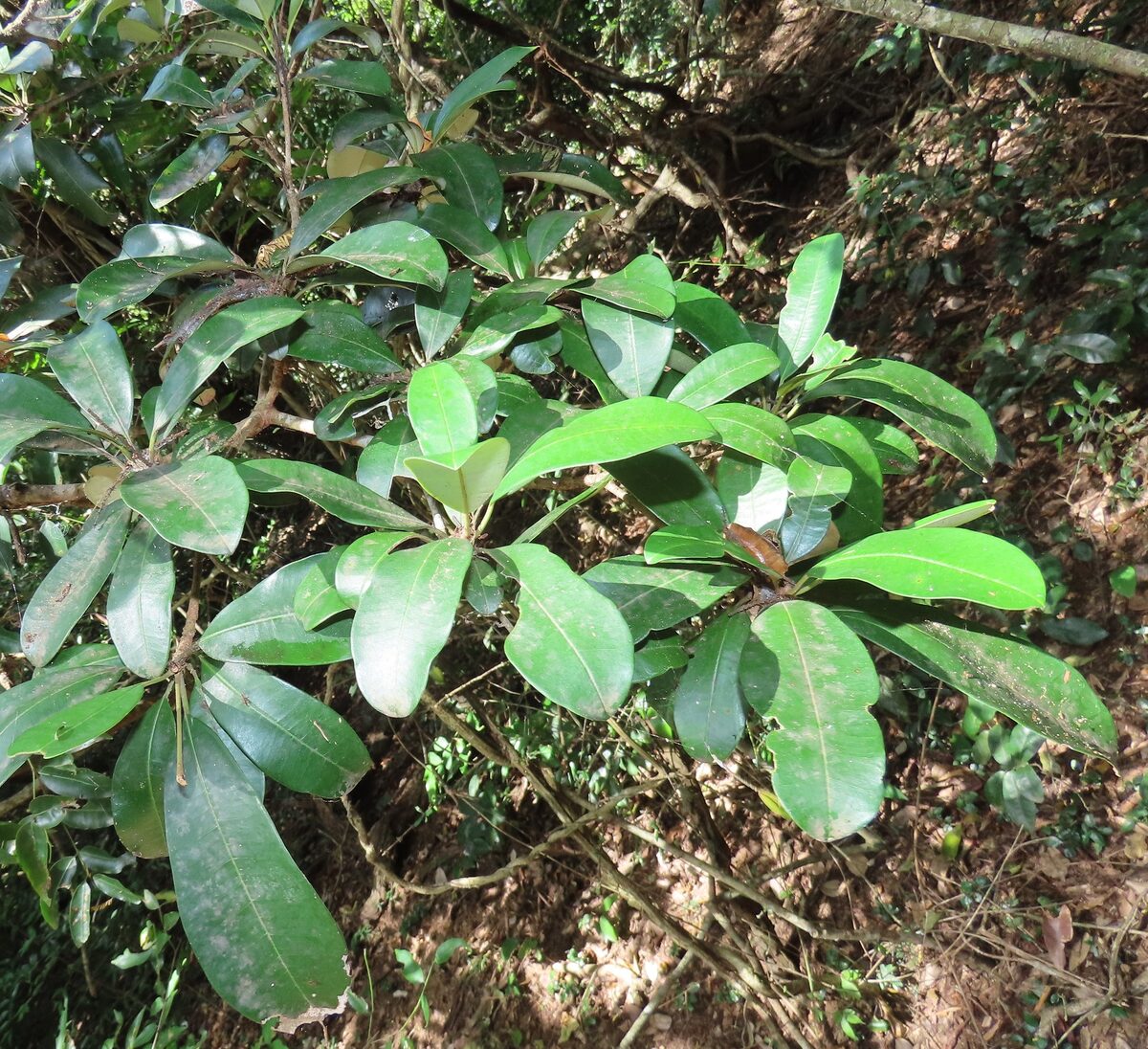 Manilkara discolor - (Sond.) J.H.Hemsl. (Red milkwood) — photo
