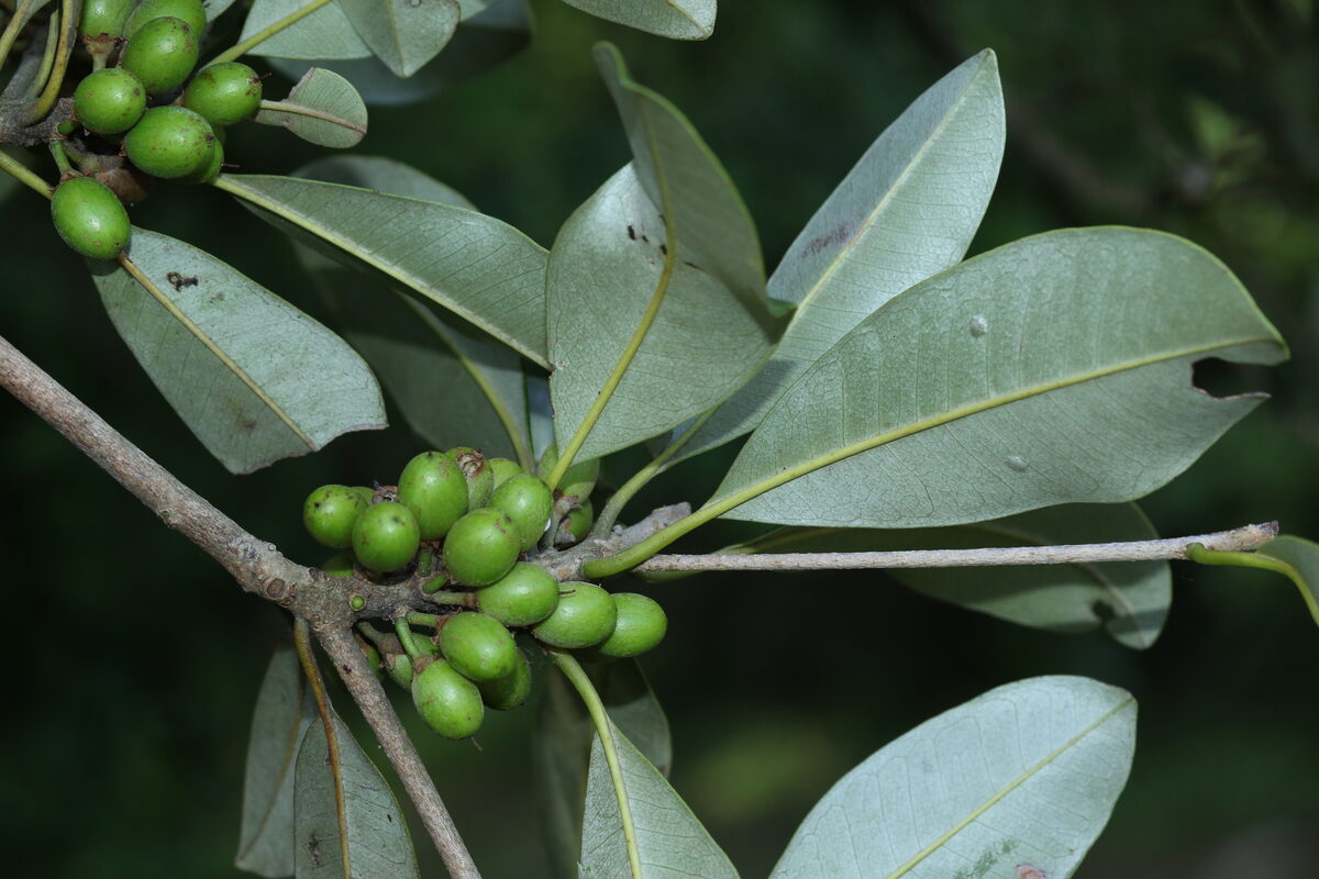 Manilkara discolor - (Sond.) J.H.Hemsl.