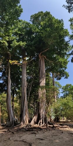 Manilkara elata (Bullet wood) — photo