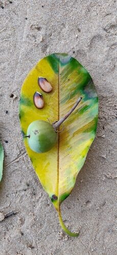 Manilkara elata (Bullet wood) — photo
