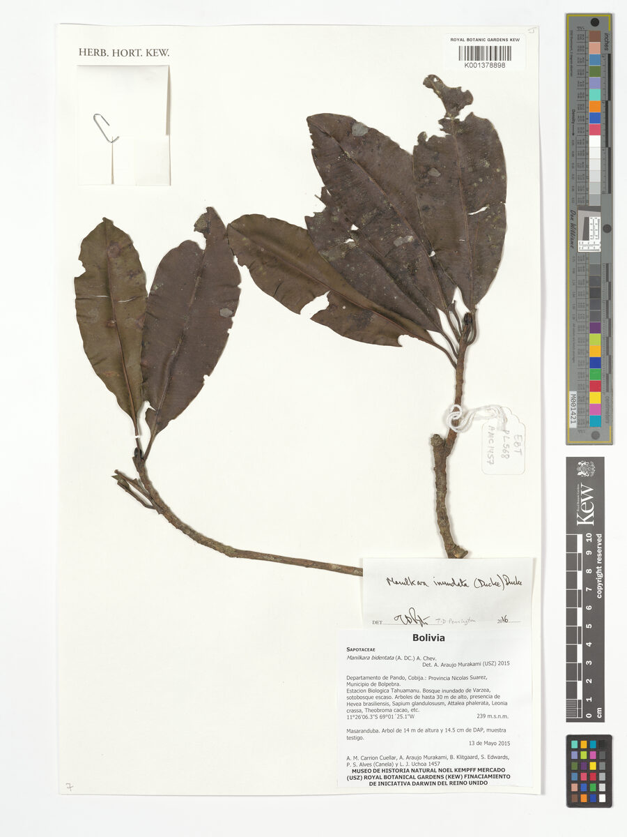 Manilkara inundata — photo