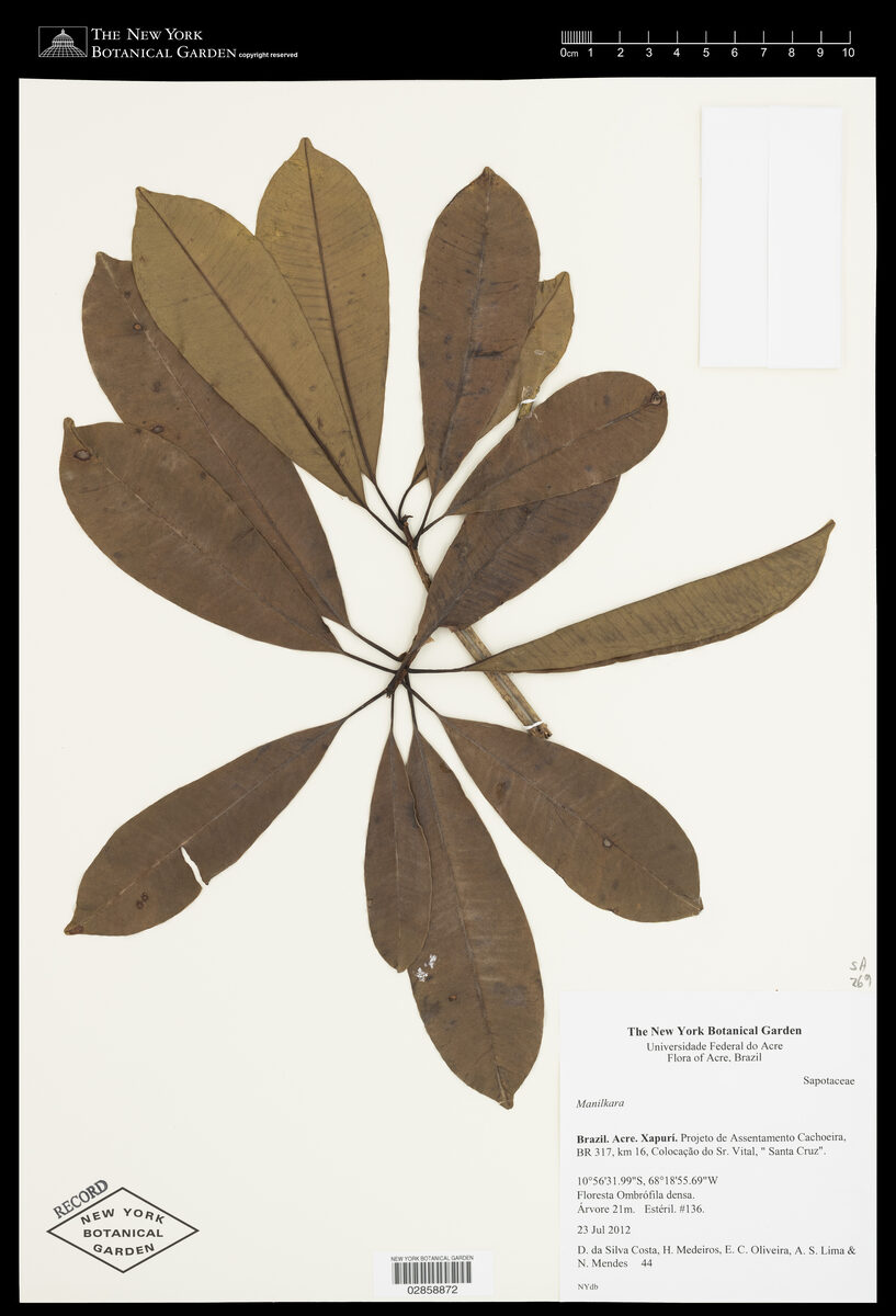 Manilkara inundata — photo