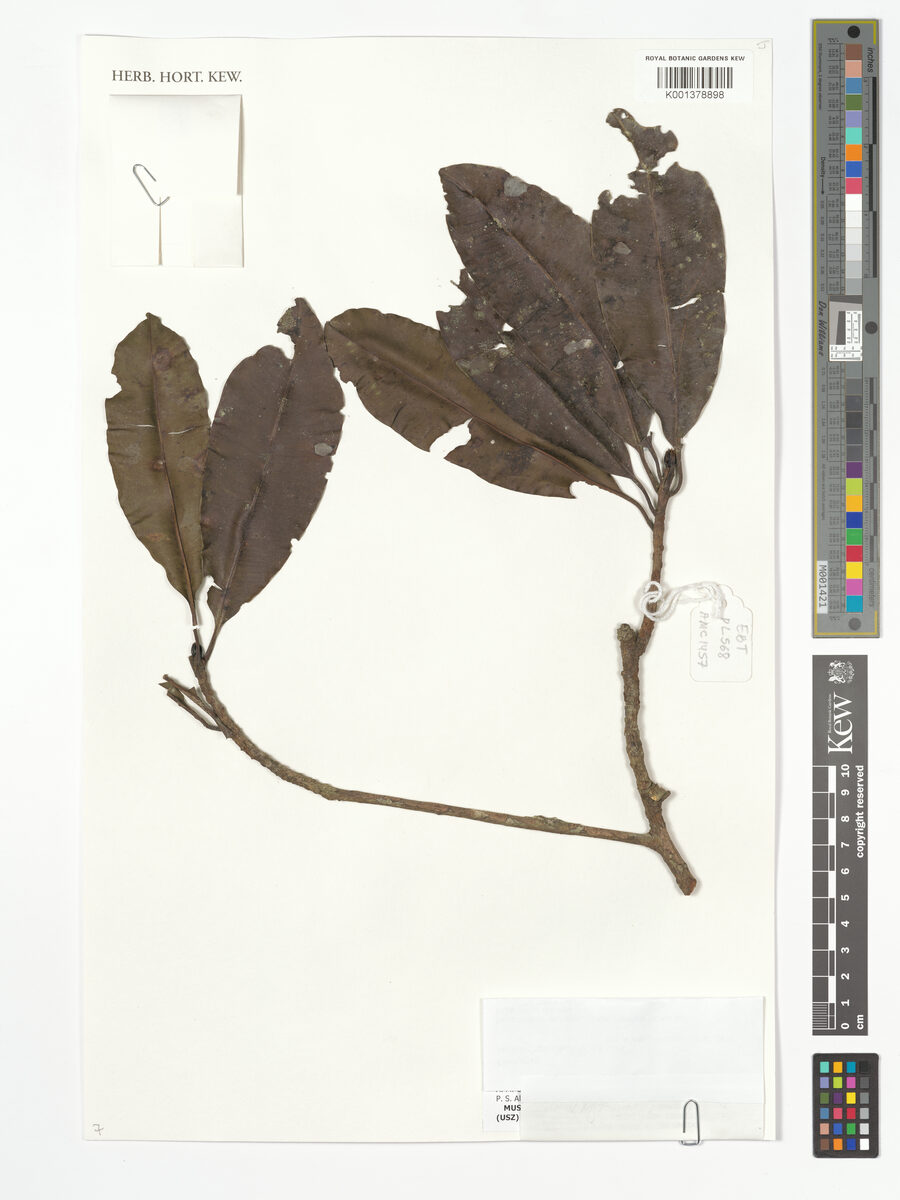 Manilkara inundata