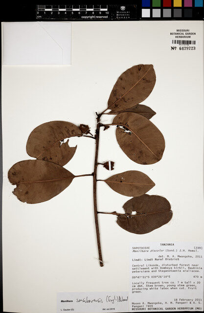 Manilkara sansibarensis — photo