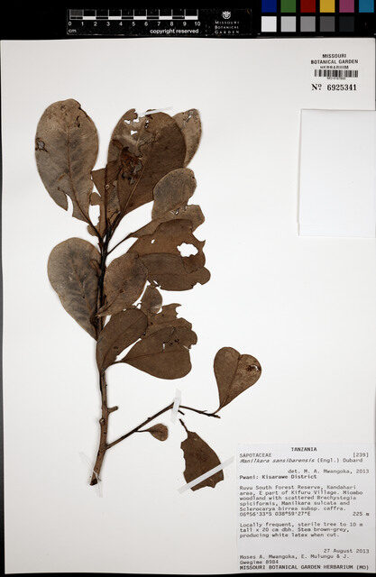 Manilkara sansibarensis