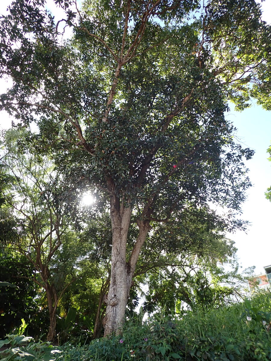 Manilkara zapota - (L.) P.Royen. (Sapodilla) — photo