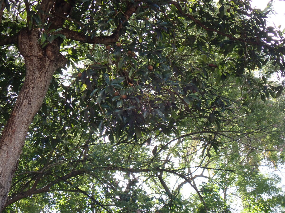Manilkara zapota - (L.) P.Royen. (Sapodilla) — photo