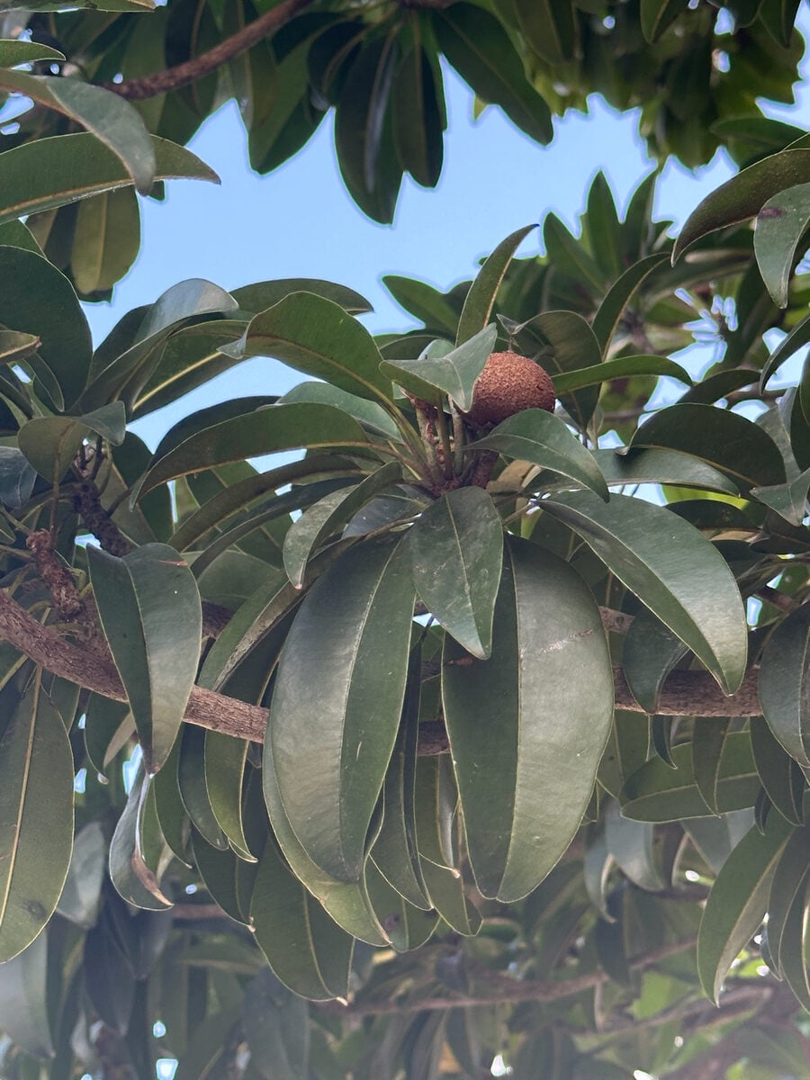 Manilkara zapota - (L.) P.Royen.