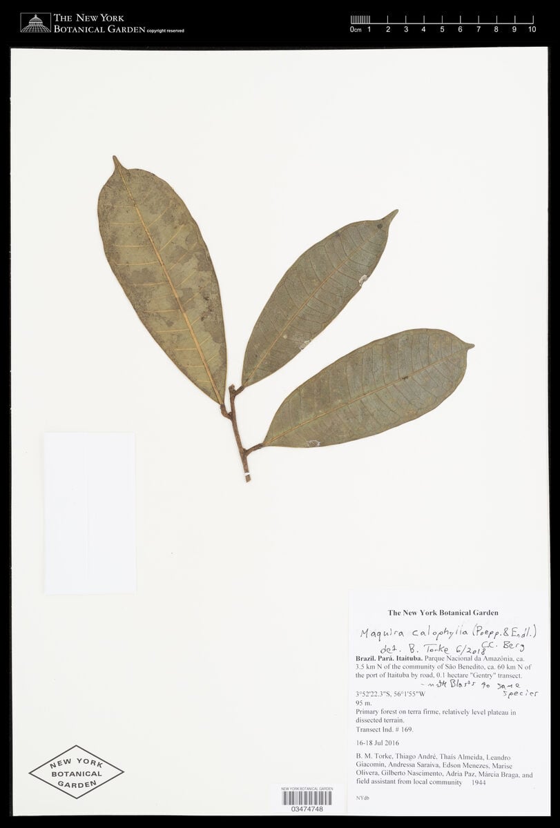 Maquira calophylla