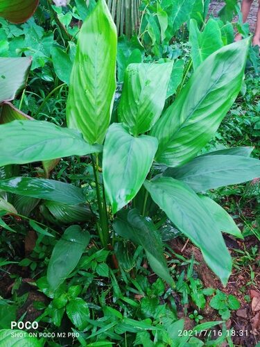 Maranta arundinacea (Arrowroot) — photo
