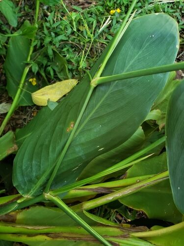 Maranta arundinacea (Arrowroot) — photo