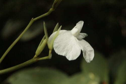 Maranta arundinacea