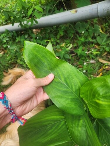 Maranta ruiziana (Ma-ke'-ree-pa) — photo