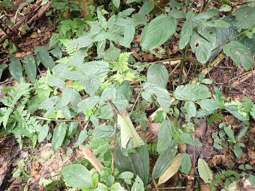 Marantochloa filipes (Yoruba soft cane) — photo