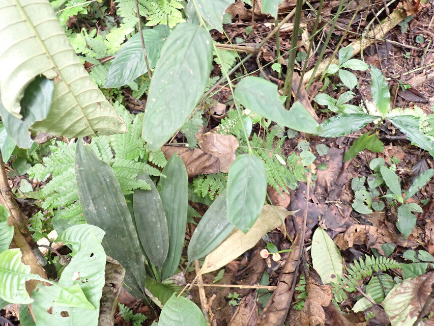 Marantochloa filipes