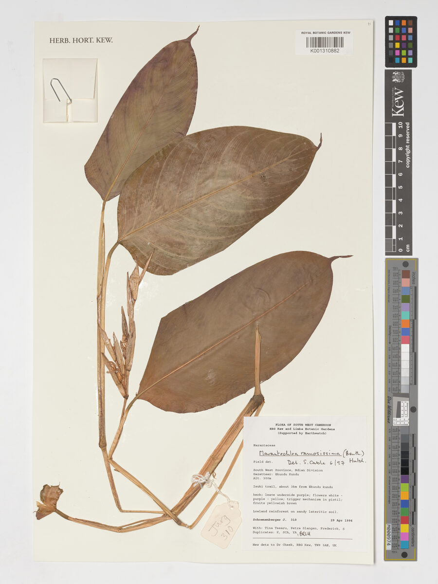 Marantochloa ramosissima — photo