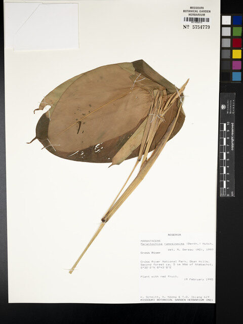 Marantochloa ramosissima — photo