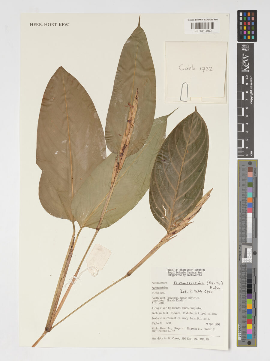 Marantochloa ramosissima