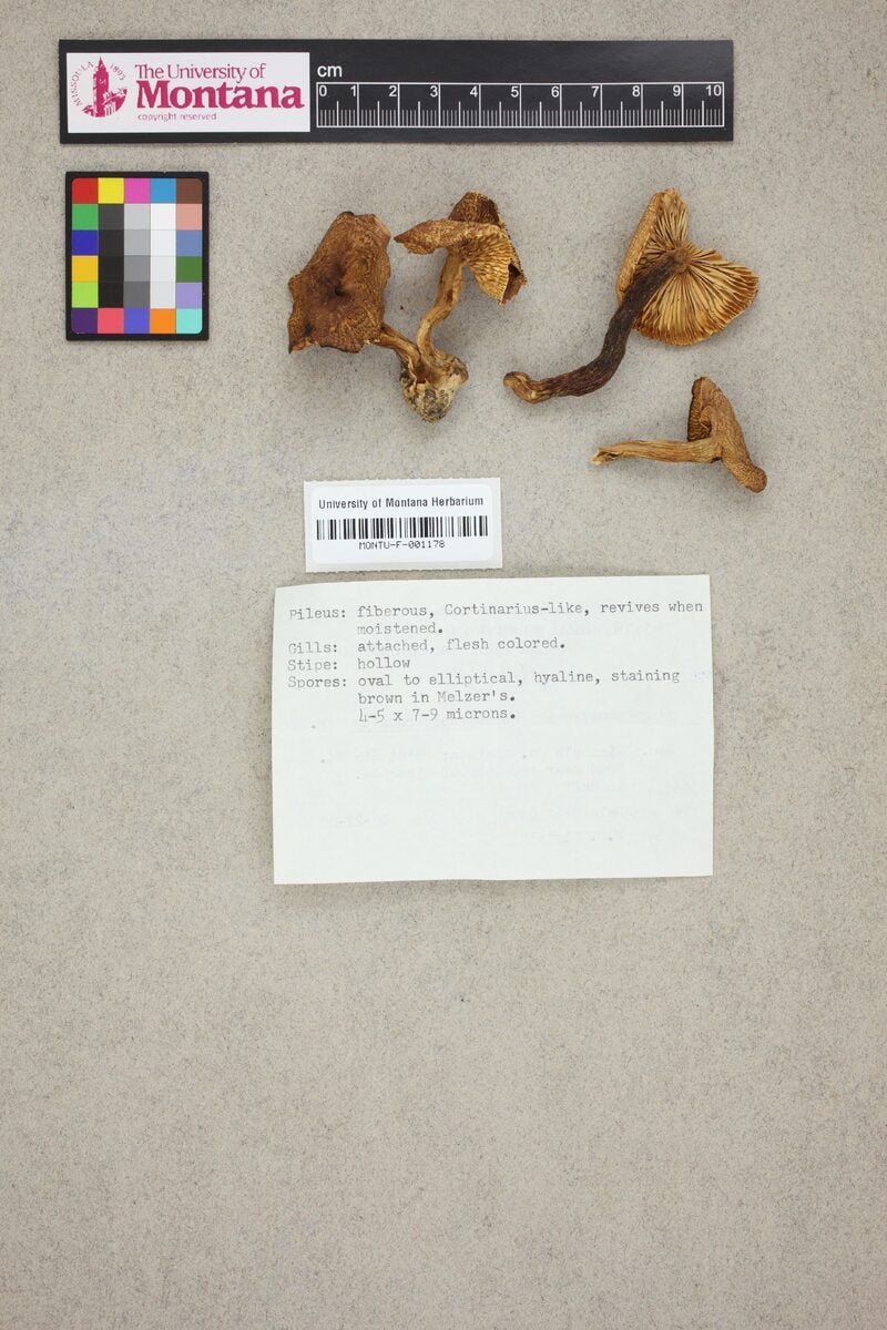 Marasmius peronatus — photo