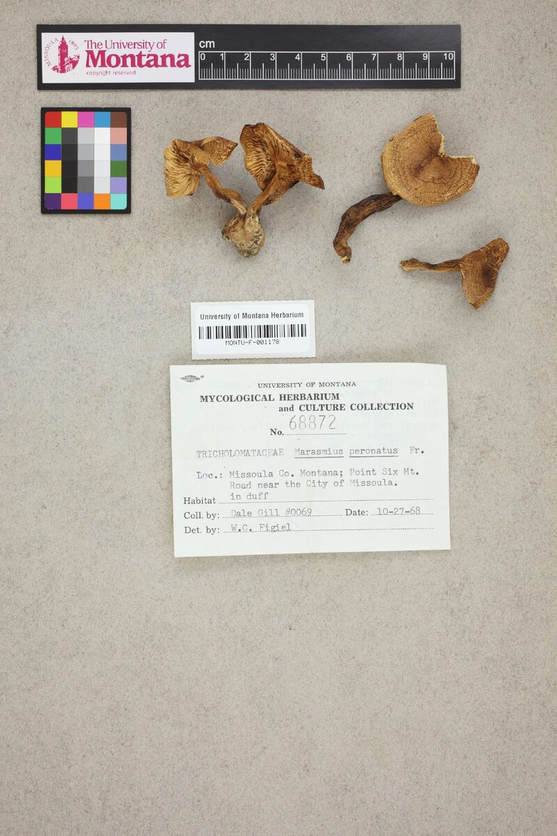 Marasmius peronatus — photo