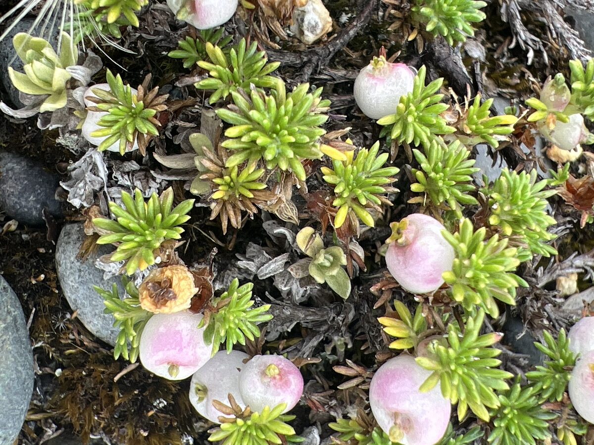 Margyricarpus pinnatus - (Lam.)Kuntze. (Pearl Berry) — photo