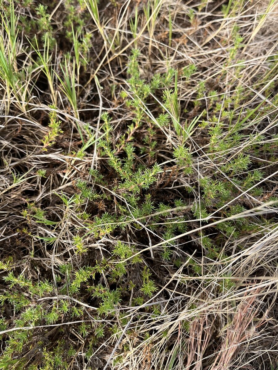 Margyricarpus pinnatus - (Lam.)Kuntze.