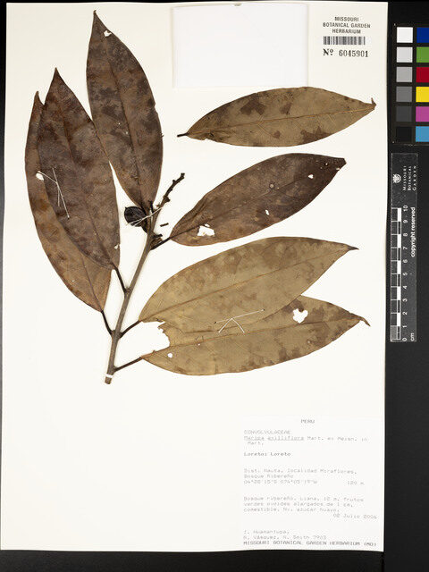 Maripa axilliflora — photo