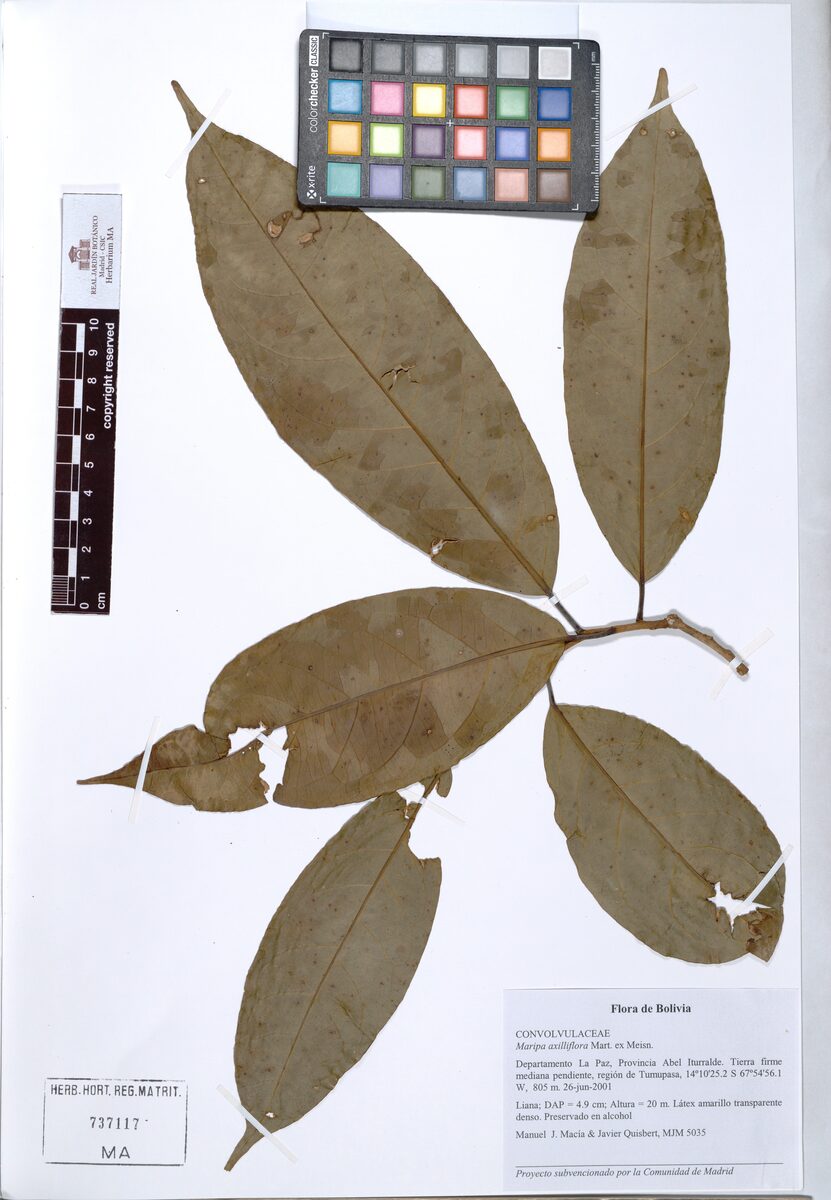 Maripa axilliflora — photo