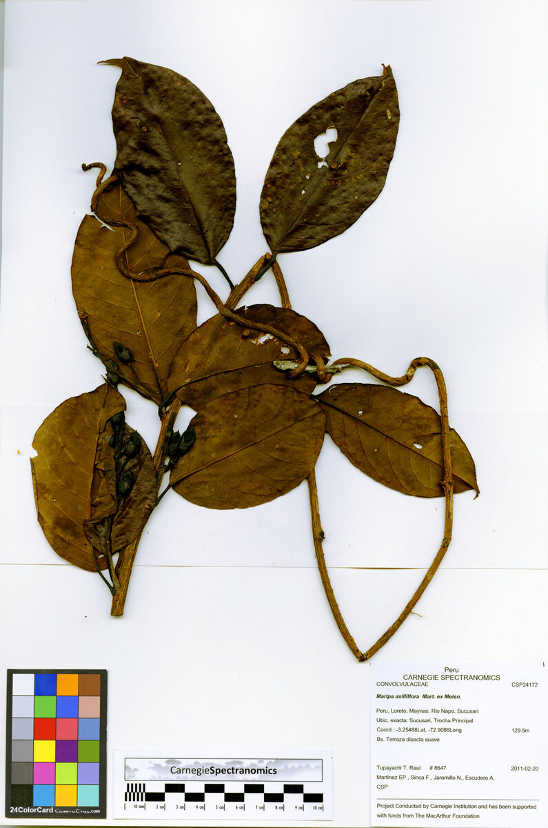 Maripa axilliflora