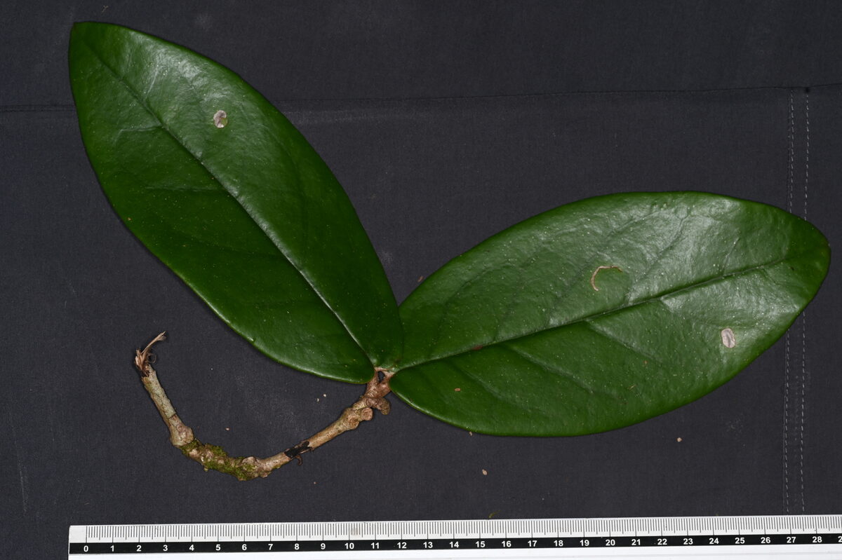 Markea sp. — photo