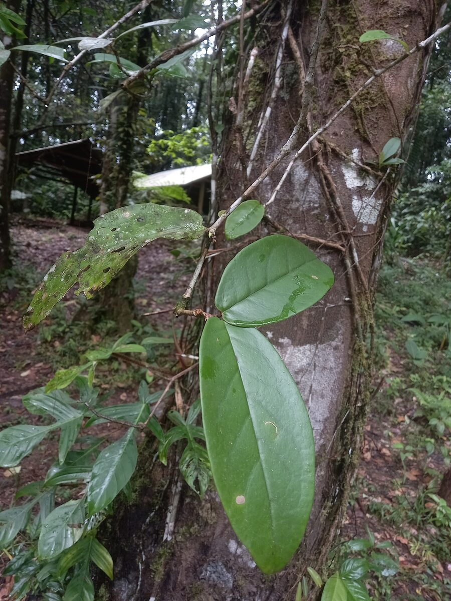 Markea sp. — photo