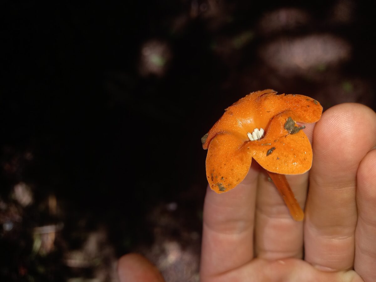 Markea sp.