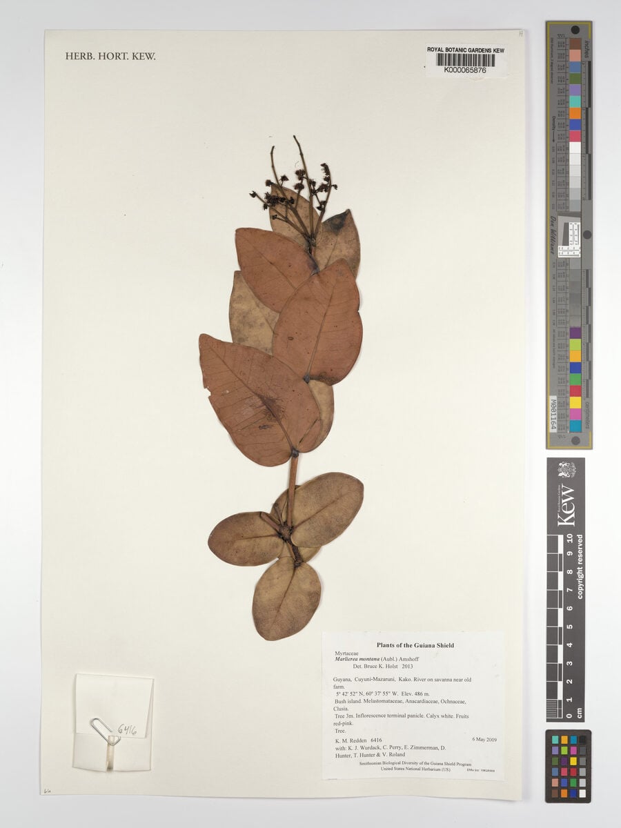 Marlierea montana (Mountain marlierea) — photo