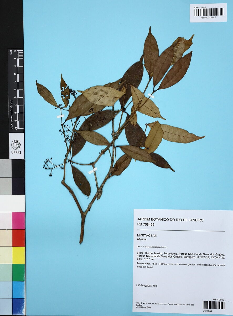Marlierea suaveolens (Guapiuna) — photo