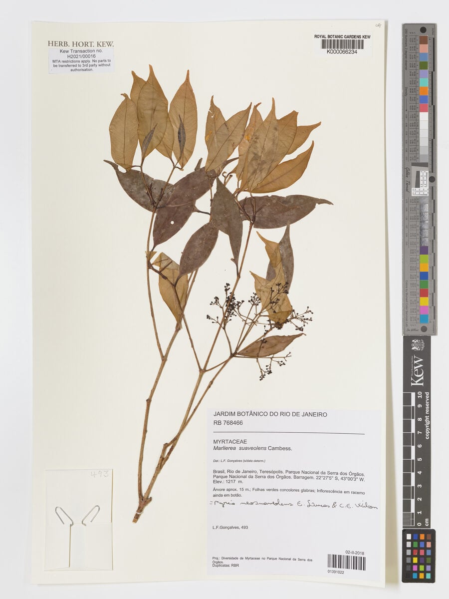 Marlierea suaveolens