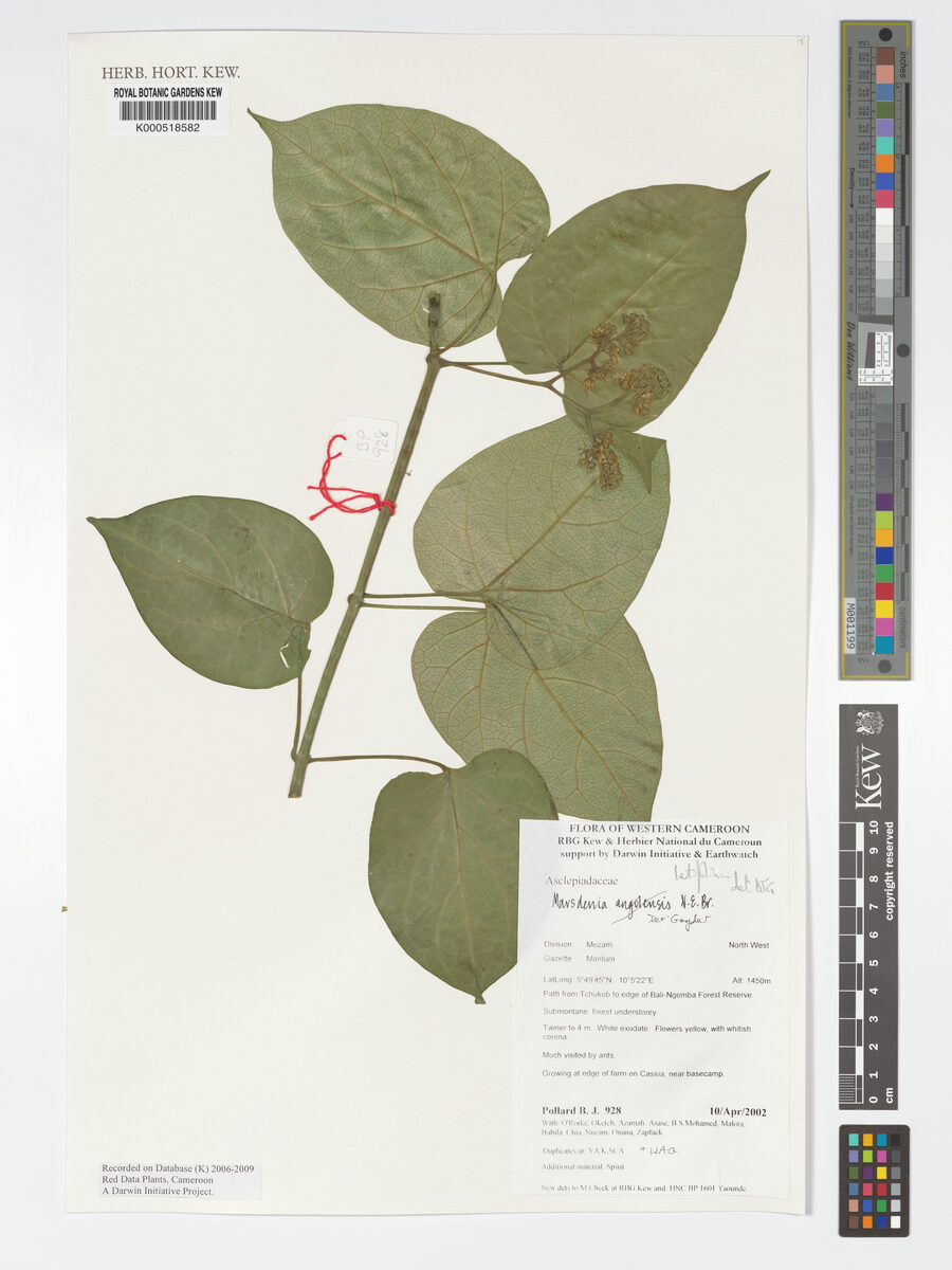 Marsdenia angolensis — photo