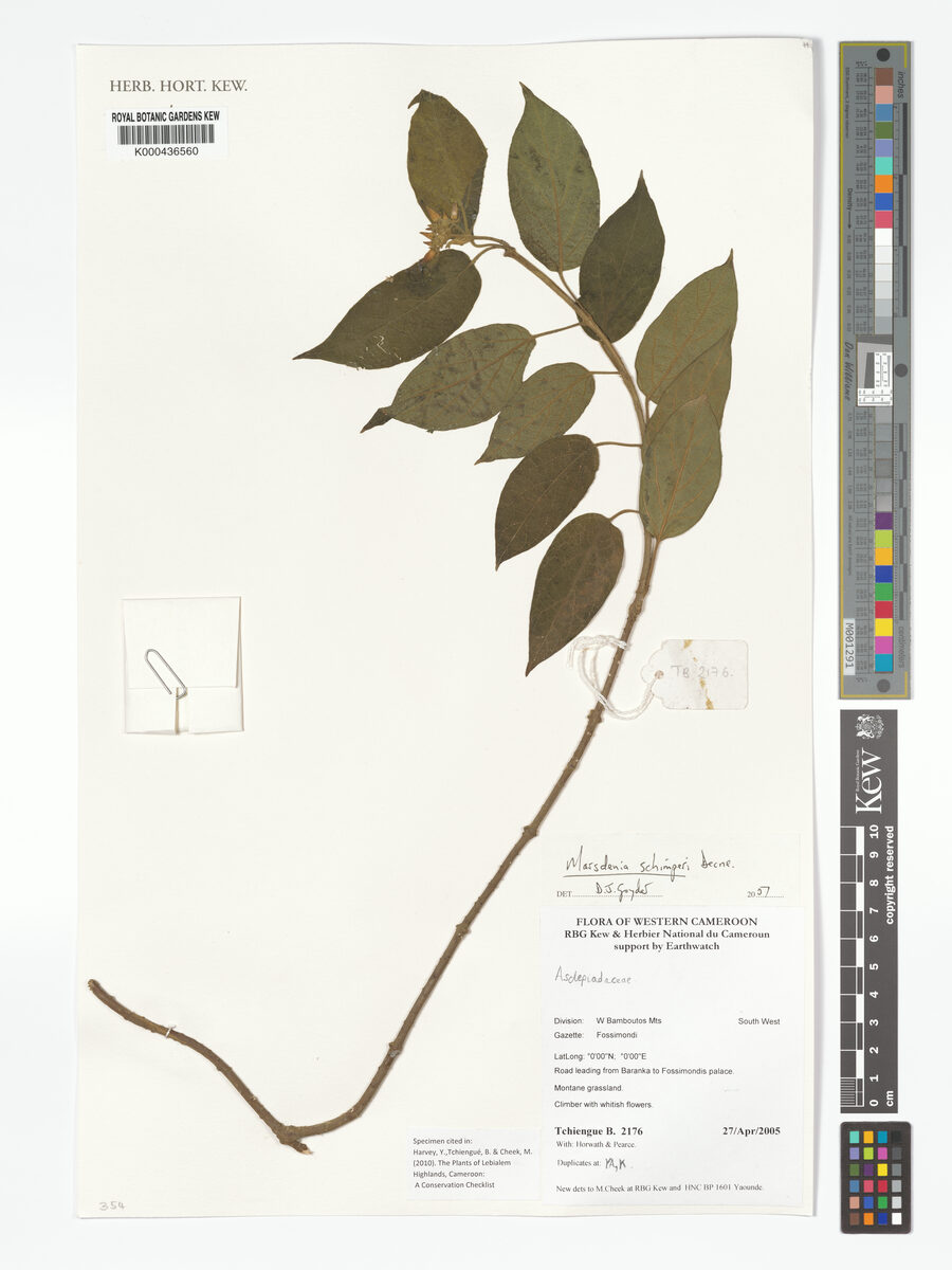 Marsdenia angolensis