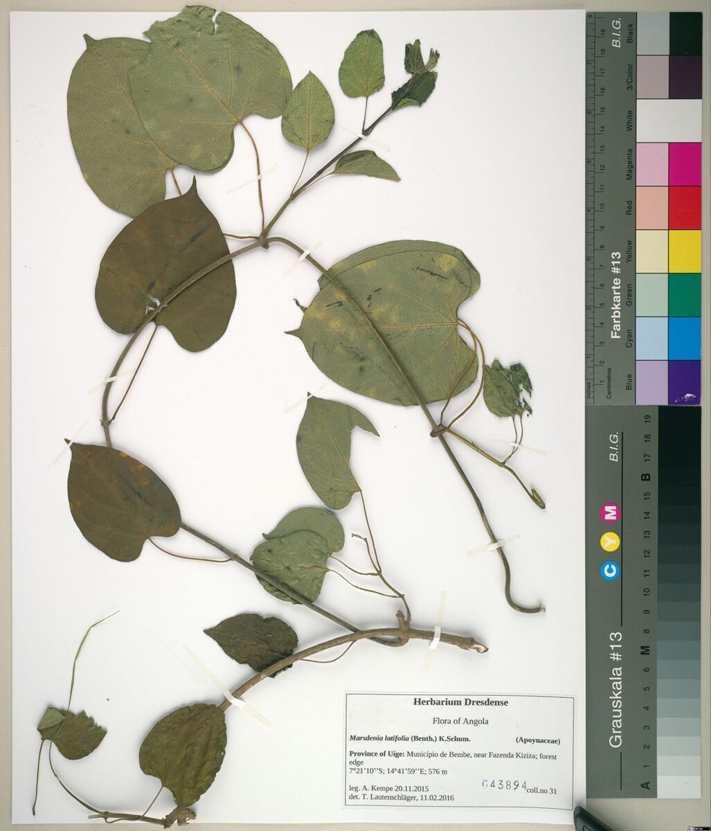 Marsdenia latifolia — photo